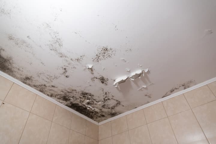 How to Get Rid of Mold in Your House