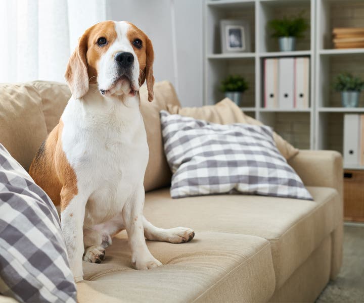 Dog sitting on the couch in a living room 