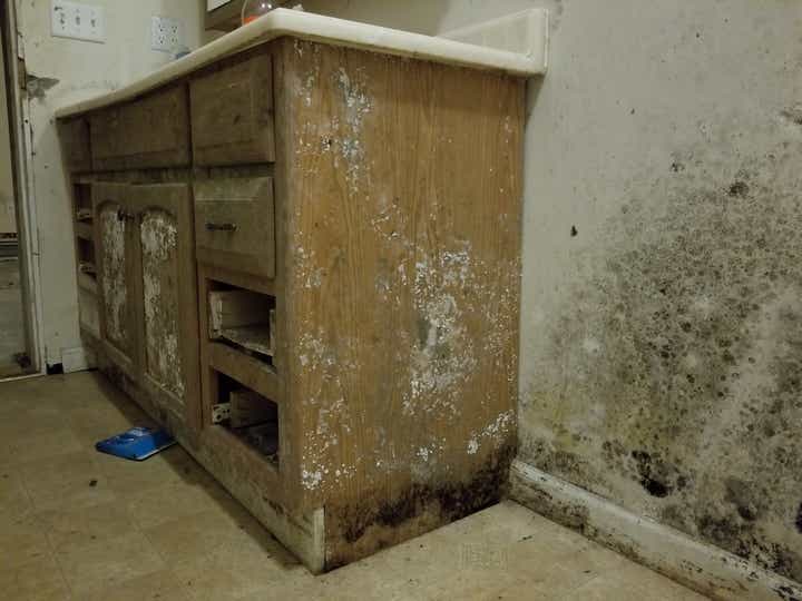 Your Belongings and Mold Damage