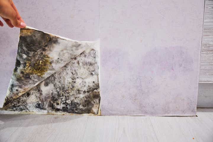 The Mold Remediation Process